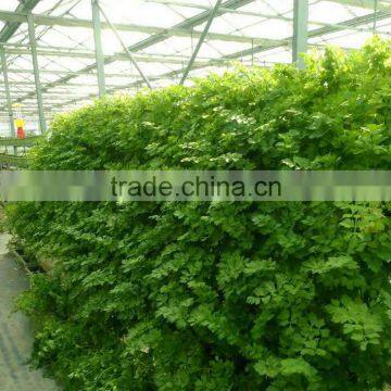 Heat Resistant Transparent Clear Greenhouse Glass photo-2