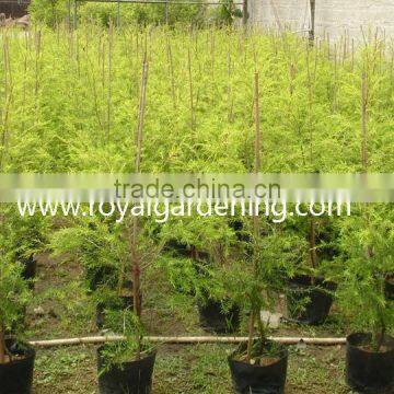 Melaleuca bracteata ornamental plants