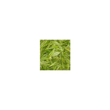 100% natural Green Tea Extract