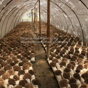 Polysaccharide Maitake Mushroom Extract