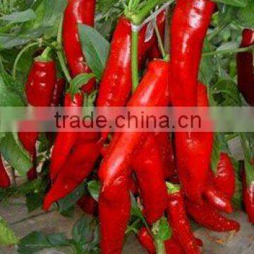 Capsicum Oleoresin