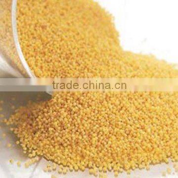 Chinese broomcorn millet