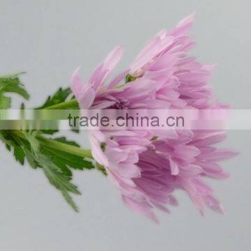 Quality New Coming Fresh Pink Chamomile Chrysanthemum photo-4