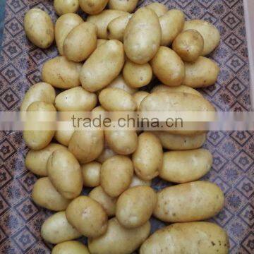 Fresh Potato photo-5