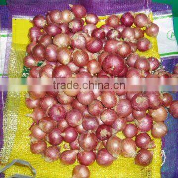 supply Burma onion