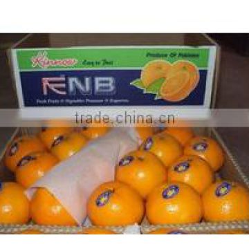 Investment opportunity in Kino Orange Mandarin Business ( Naqshbandi Enterprises Pakistan )