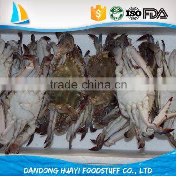 frozen blue swimming crab fresh sea crab