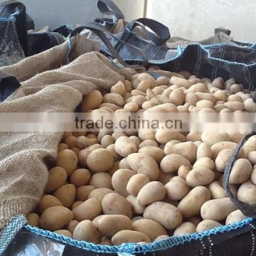 Fresh Egyptian Potato