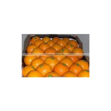 ORANGE CITRUS FRUIT