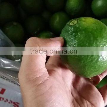 Fresh Viet Nam Seedless lime