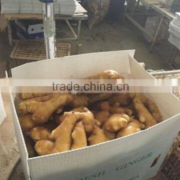 Chinese Mature Ginger Price of Fresh Ginger