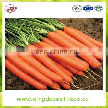High quality fresh 2016 new carrot