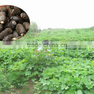 Field Growing Jatropha curcas seeds for sale