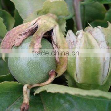 Passion fruit tree seedling