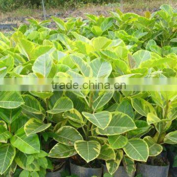 Ficus elastica Roxb.'Schryver iana' tree seedling