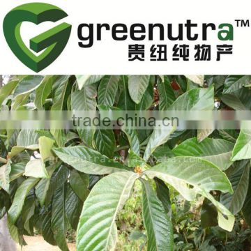 Loquat Leaf Extract