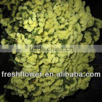 High Grade Fresh Cut Myosotis Sylvatica Flowers photo-2