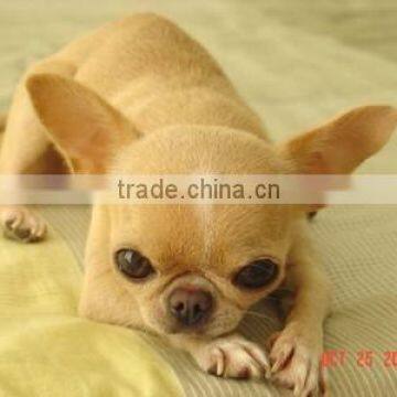 Plant for Making Bird Food photo-2