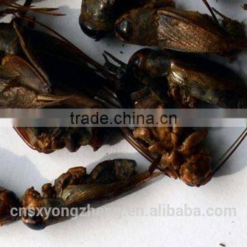 Wild Birds Food Freeze Dried Crickets;Dried Crickets for Wild Birds photo-4