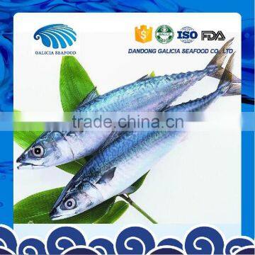 Seafrozen W/R Pacific Mackerel Fish Size 300-500