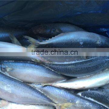 Grade A Frozen Pacific Mackerel photo-2