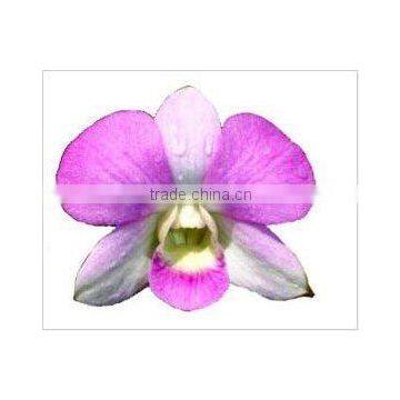 Thailand Top Quality OR-020 Dendrobium Orchid