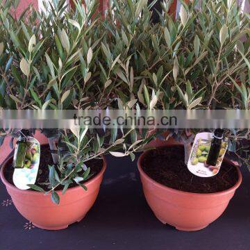 Olive Tree -Olea Europaea "Arbustivo - Bush" photo-6