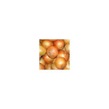 Fresh yellow onion