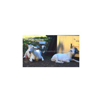 High Milking Saanen Goats and Boer Goats