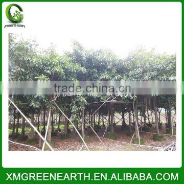 Ficus altissima diameter 10-15cm (2)