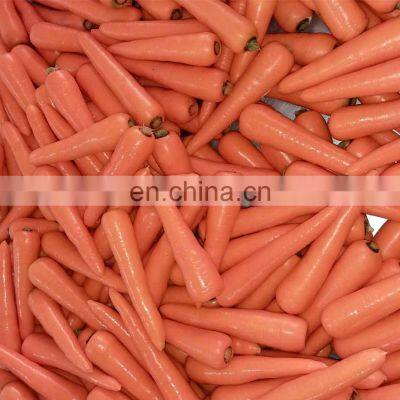 Sinocharm BRC A Approved 6-8MM IQF Carrot Slices Frozen Carrot photo-3