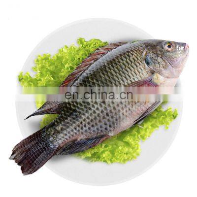 china tilapia fish frozen tilapia fish Oreochromis Niloticus