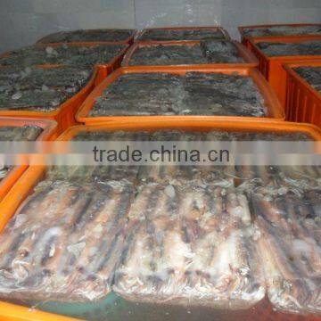 Hot sale Frozen Illex squid 200g 300g Whole Round Exporting