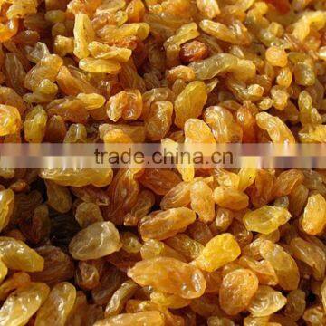 All Types of Raisins Golden Raisin Exporters photo-6