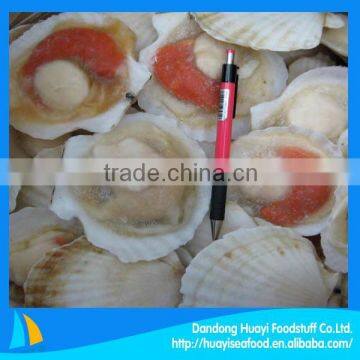 scallop seafood