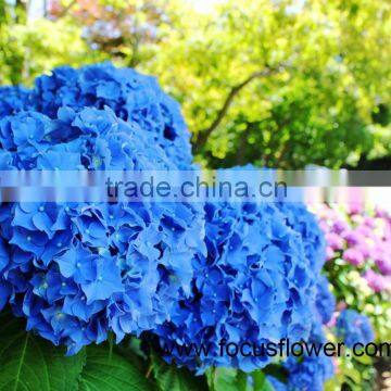 Peculiar Wholesale Hydrangea Flower Plants Sale For Decoration