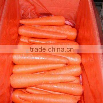 2016 New Crop Fresh Bulk Carrot for Sale photo-3