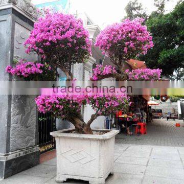 Large size bougainvillea flowering bonsai