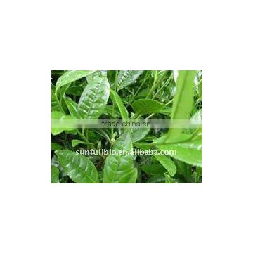 Catechins & Polyphenols Green Tea Extract