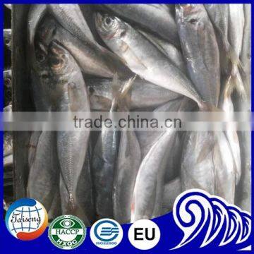 Good quality and New stock Frozen Whole Round Horse Mackerel for sale(Trachurus Japonicus)