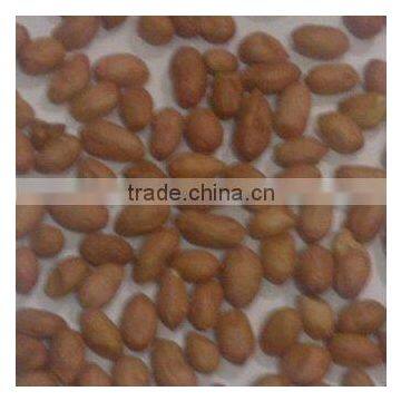 Indian Ground Nut Kernels High Quality