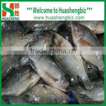 frozen whole tilapia fish