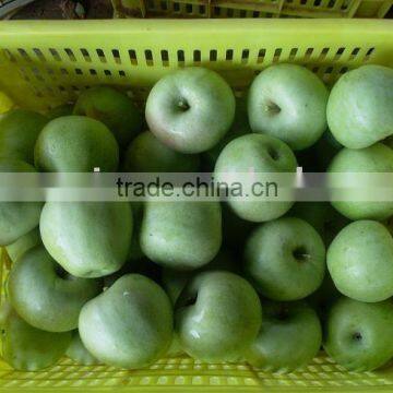 fresh granny qinguan apple