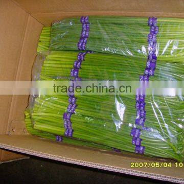 High quality Fresh Garlic Shoot for export