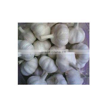 Chinese Garlic