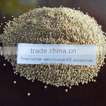 Hot!!! High Yield Grass Pennisetum americanum P.purpureum seed