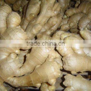 New Crop china fresh ginger for sale