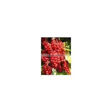 Schisandra Chinensis Extract Powder