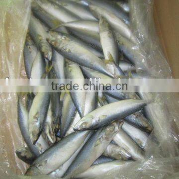 frozen seafood fish whole scomber japonicus