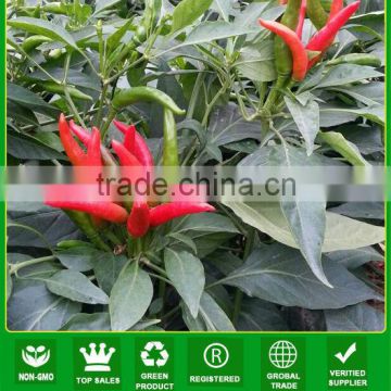 JP19 Sky-air small size very hot red chilli seeds f1, hot peper seeds